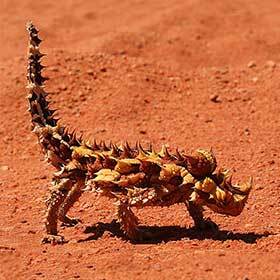 The spines of the thorny devil are extremely poisonous.