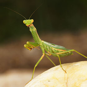 The female praying mantis may eat the male after mating.