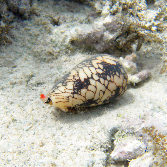 If you’re stung by a cone snail, you’ll need to go to the hospital immediately. 