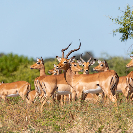 The term crash refers to a group of antelope.
