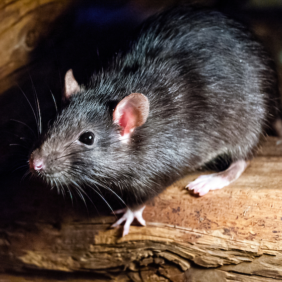 Rats tend to have poor hearing, which makes them great house pets.