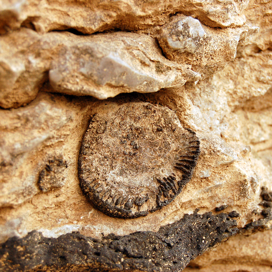 Trees don’t become fossils.