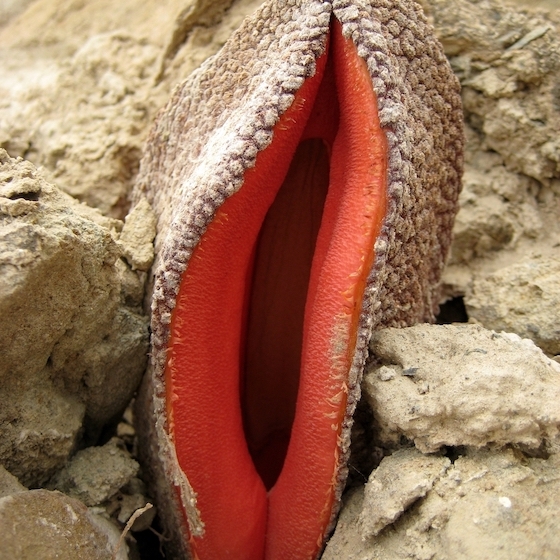L’une des particularités de Hydnora africana est qu’elle dégage une odeur d’excréments.