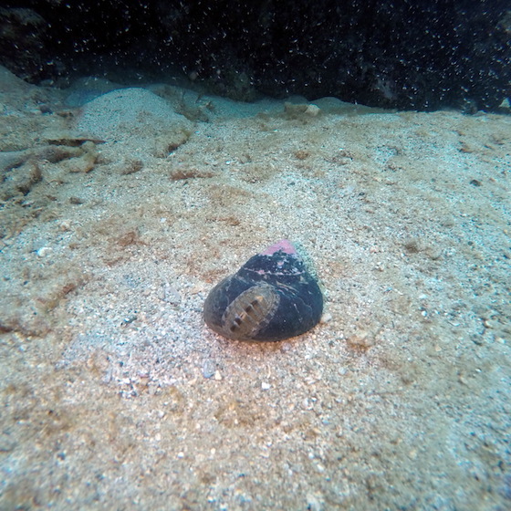 There are more life-forms on the seabed and in the deep ocean than anywhere else on Earth.