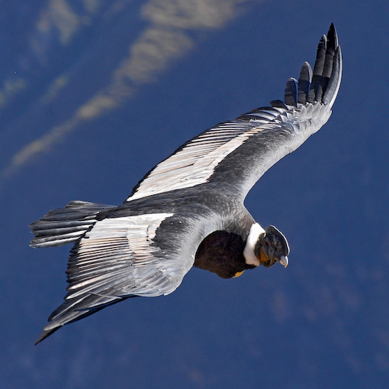 The Andean condor can glide for more than 160 km (100 mi.) without flapping its wings.