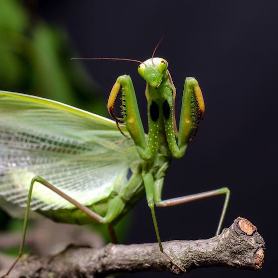 Female praying mantises eat their partners after mating.