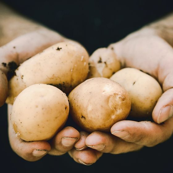 La possession de plus de 50 kg (110 lb) de patates est illégale en Australie-Occidentale.