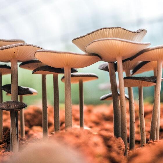 Most pezizas are umbrella-shaped mushrooms.