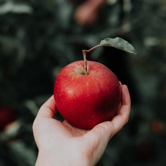 Selon le Livre Guinness des records, la plus grosse pomme jamais cueillie pesait 1,849 kg.