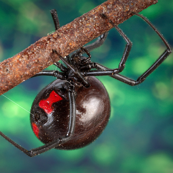 The black widow is the most venomous spider in the world.