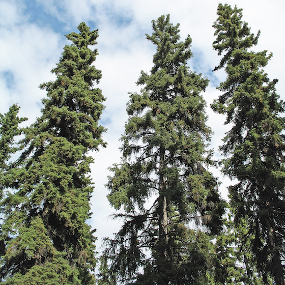Norway spruce needles are round.