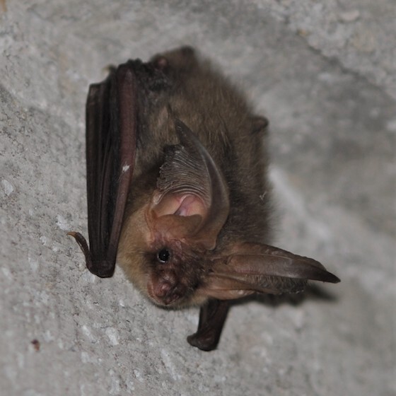 the-brown-long-eared-bat-tends-to-lead-a-solitary-life-rarely-living-in-a-colony