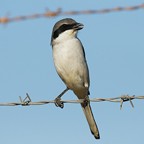The great grey shrike impales its prey.