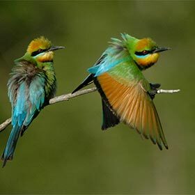 Environ 900 espèces d’oiseaux vivent en Australie.