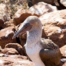 Certains fous des îles Galapagos ont les pieds bleus.