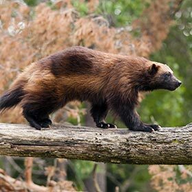 The teeth of a wolverine are strong enough to break frozen meat.