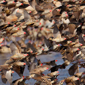 Some flocks of queleas can gather more than 30 million individuals.