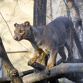 The fossa is part of the Felidae family.