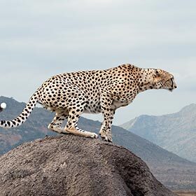 Cheetahs are faster than either jaguars or leopards.