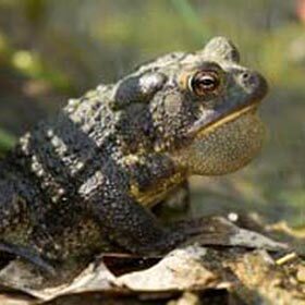 Some amphibians hear through their lungs.