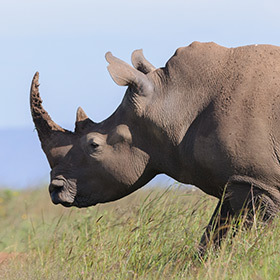 The rhinoceros is a very protective father.
