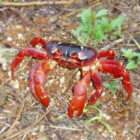 En Australie, des dizaines de millions de crabes rouges quittent les montagnes pour pondre leurs œufs dans la mer.