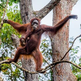 Orangutans only live on two islands.