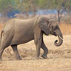 An elephant’s trunk has only around 10 muscles.