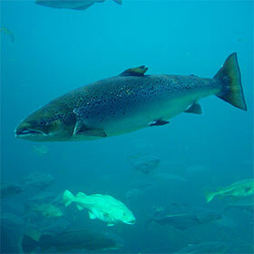 Pacific salmon return three or four times to the river where they were born.
