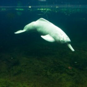 Freshwater dolphins can turn their head 90°.