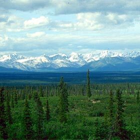 The fertile soil of boreal forests compensates for the cold climate.