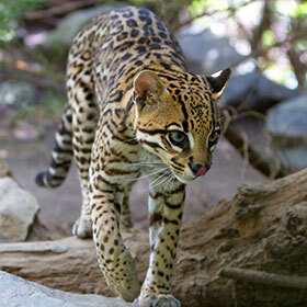 L’ocelot cache ses victimes pour les manger plus tard.