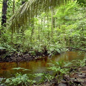 More than 2.5 million different insect species live in the Amazon rain forest.