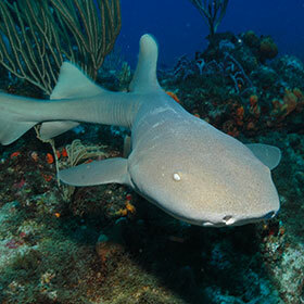 The nurse shark hunts mainly by day.