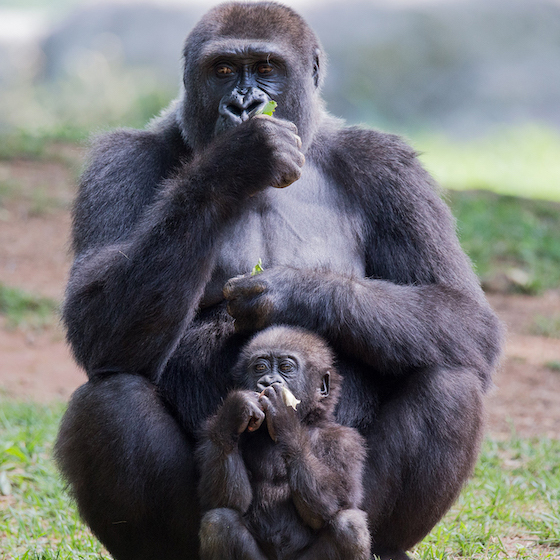 The IPBES reports that the distributions of 25 per cent of land-based flightless mammals may already have been negatively affected by climate change.