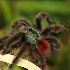Spiders are insects.