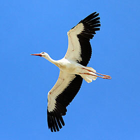 The white stork migrates to Mexico.