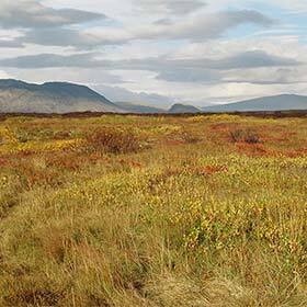 The total area of Icelandic forest is less than that of the Egyptian forest.