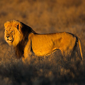 Male lions are unable to pounce.