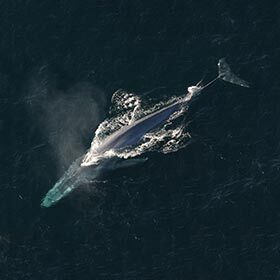 The blue whale can gulp down 40 million krills (small crustaceans) per day.