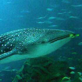 Whale sharks can live up to 100 years.