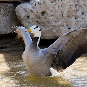The bar-headed goose only flies at a low altitude.