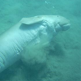 The dugong loves to eat small sea turtles.