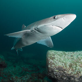 The dorsal fins of the spiny dogfish are preceded by a sharp and venomous spine.