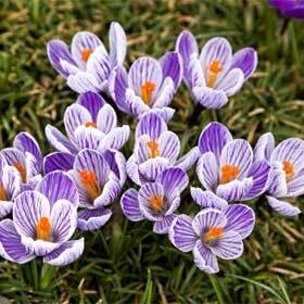 It takes 10 crocus flowers to produce 1 g of saffron.