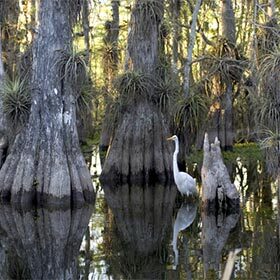 The Everglades are located between Los Angeles and San Diego.