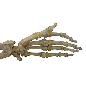 There are more bones in the foot than in the hand.