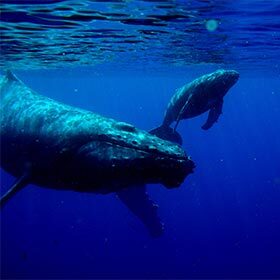 The baby humpback drinks about 50 gallons (200 liters) of milk per day.