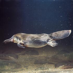 The duck-billed platypus finds its way using its bill.