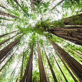 In some California forests, redwoods usually measure between 164 and 279 ft. (50 and 85 m).
